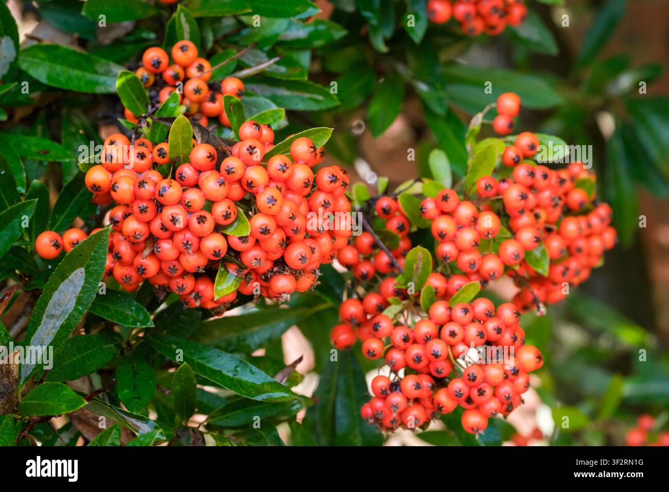 Pyracantha Fiery Cascade, Feuerdorn Fiery Cascade, leuchtend orange-rote Beeren im Herbst. Stockfoto
