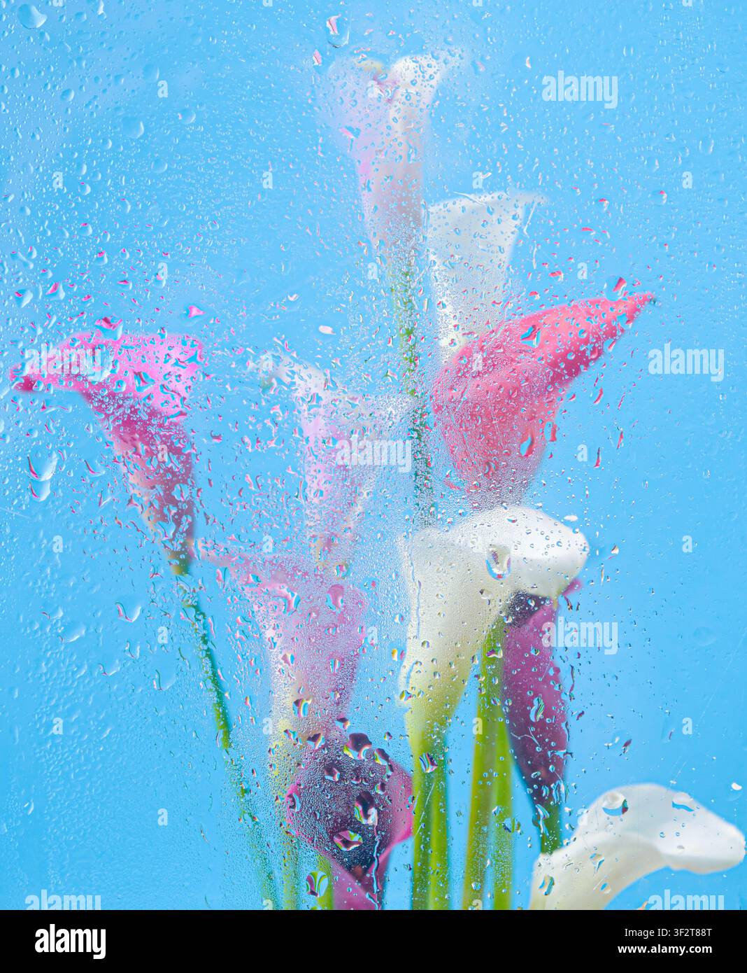 Floraler Hintergrund mit rosa und weißen Calla-Lilien, die durch nasses Glas gesehen werden, Blautöne, Wassertropfen, weiche Unschärfe, abstrakte Komposition. Stockfoto