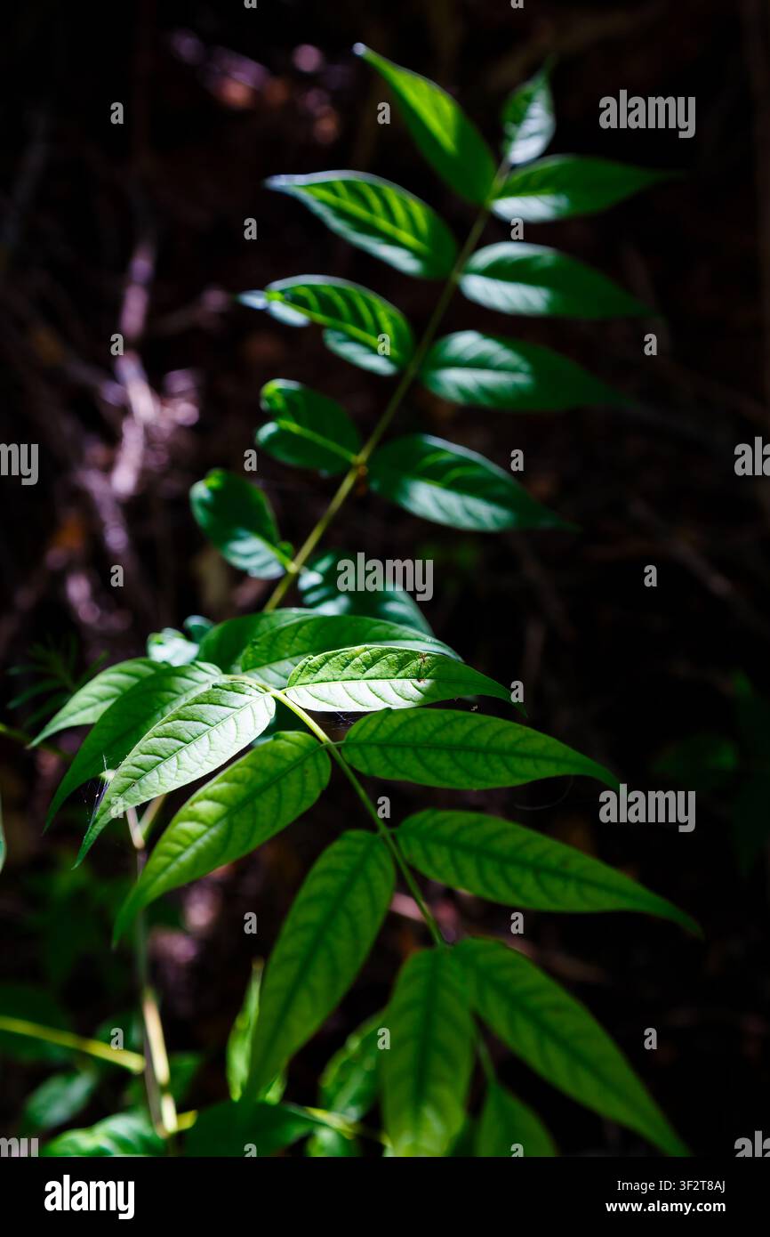 Sonnenbeschienene zusammengesetzte Blätter im tiefen Waldschatten Stockfoto