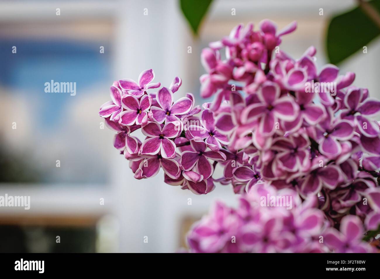 Nahaufnahme von blühenden lila Fliederblüten mit weißen Rändern im Frühling Stockfoto