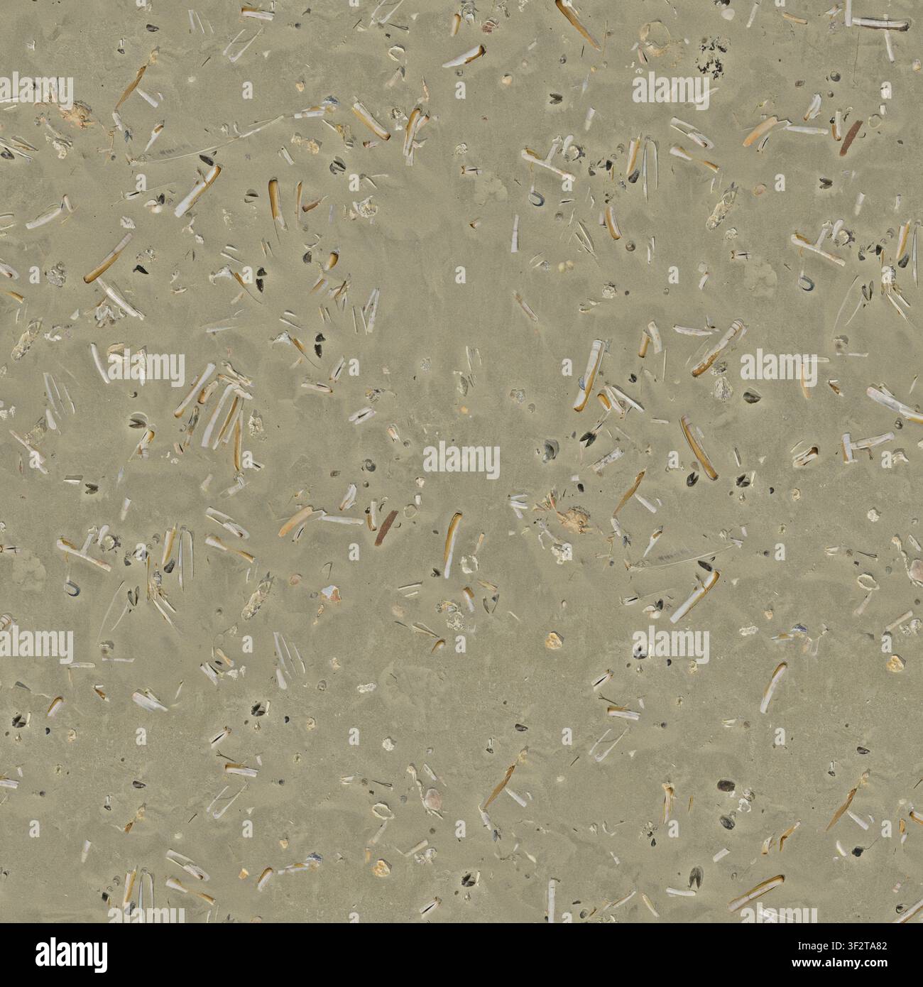 Eine detaillierte Textur von Strandsand, gefüllt mit kleinen, zerbrochenen Muscheln und Fragmenten. Stockfoto