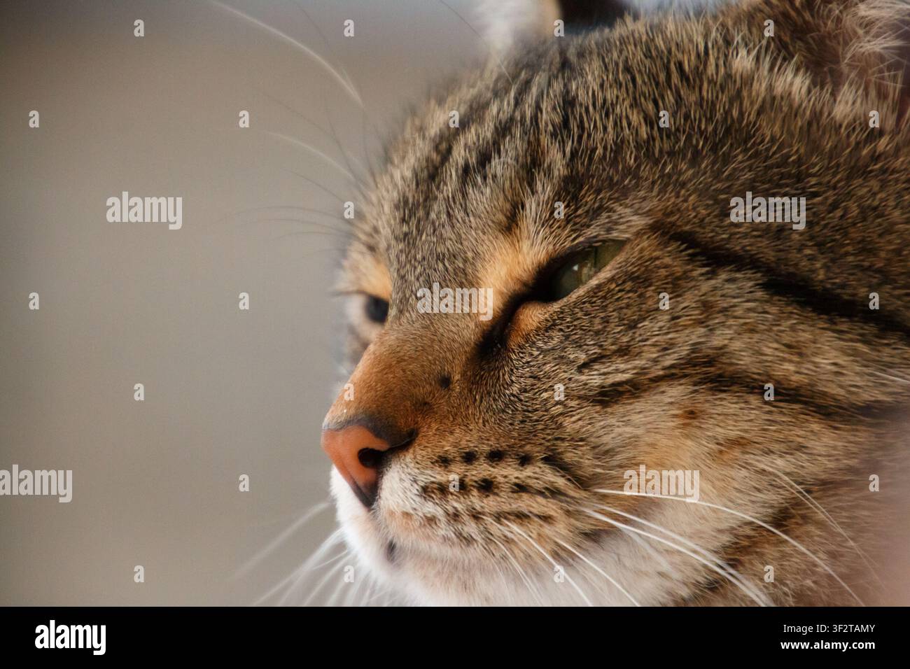 Eine ruhige Nahaufnahme eines Katzengesichts, das in einer neutralen Innenumgebung friedlich ruht oder schläft Stockfoto