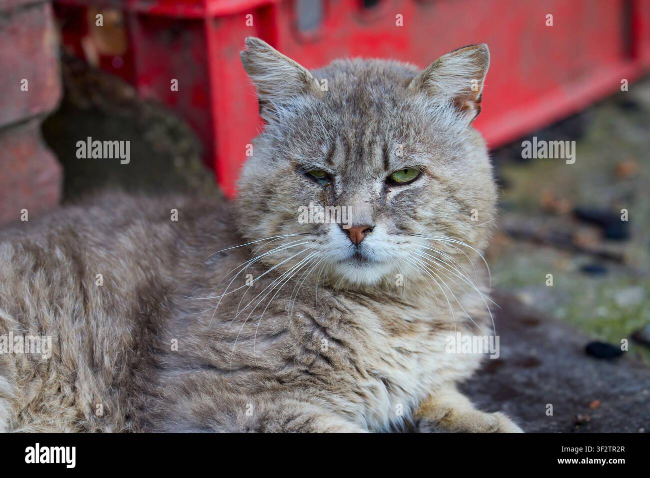 Porträt einer sehr alten Katze mit traurigem Gesicht Stockfoto