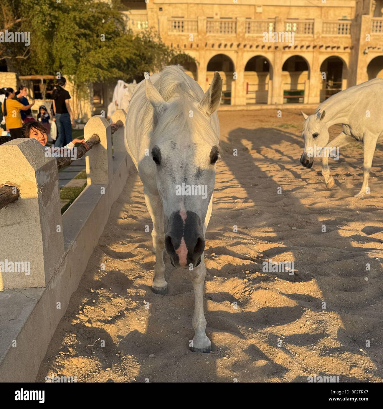 Weiße Pferde in einem sandigen Gehege neben einem traditionellen Gebäude mit gewölbten Türen, beleuchtet von warmem Spätnachmittagssonnenlicht in Doha, Katar. - Smartphone-aufgenommenes Stockfoto