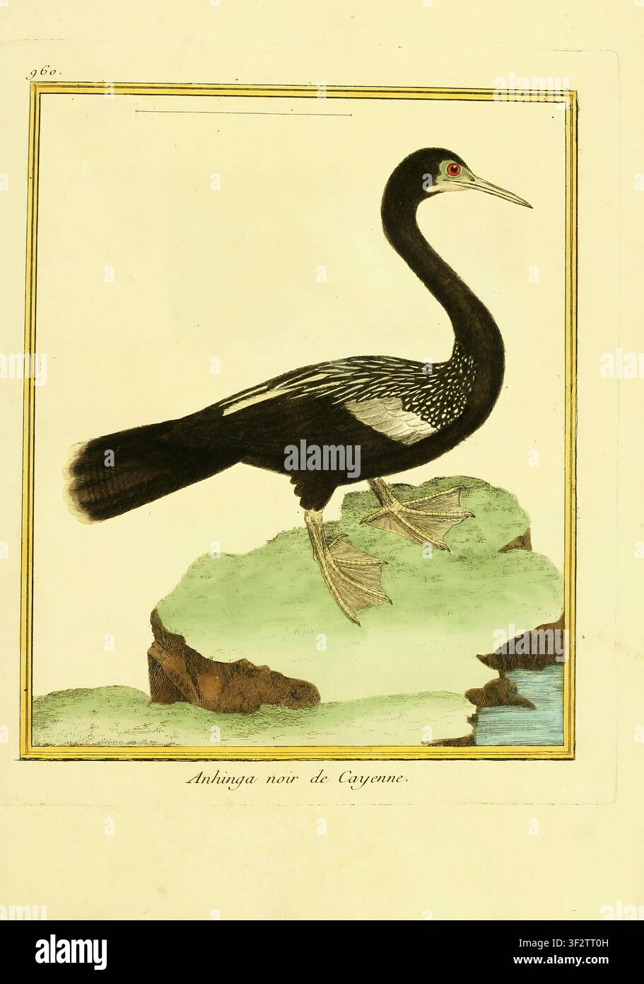 Schwarzer Anhinga-Vogel aus Cayenne, der auf einem grünen Felsen am Wasser steht und seinen langen Hals, das rote Auge, die Schwimmhäute und die markanten weißen Flügelzeichnungen auf einer antiken naturhistorischen Tafel zeigt. Aus Band 10 der Planches enluminées d'histoire naturelle. Diese handkolorierten Kupferstichradierungen, geschaffen vom französischen Radierer François-Nicolas Martinet zwischen 1765 und 1783, lieferten visuelle Referenzen für Georges-Louis Leclerc, Comte de Buffons Histoire naturelle des oiseaux. Stockfoto