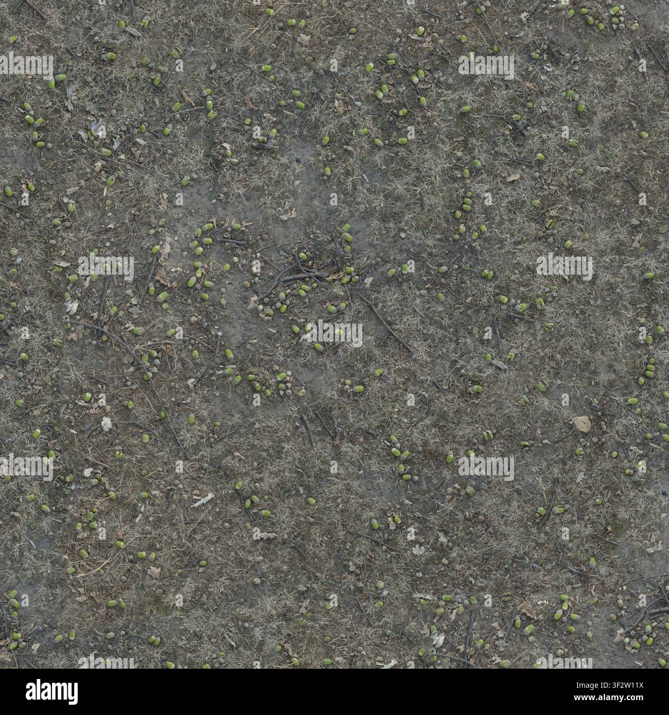 Eine Ansicht von oben auf den Waldboden, der mit gefallenen grünen Eicheln bedeckt ist, die über getrocknetes Herbstgras und Zweige verstreut liegen. Stockfoto