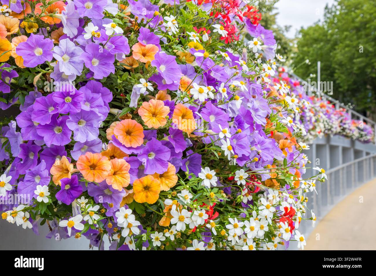 Lebendige Sommerblumenkästen schmücken das Geländer der Spiegelbrücke in Zwolle, Niederlande Stockfoto