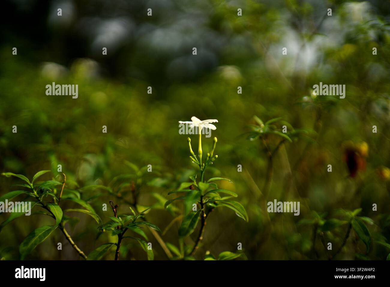 Einzige kleine weiße Jasminblüte, die inmitten dichten grünen Laubs mit weichem, traumhaftem Bokeh-Hintergrund blüht Stockfoto