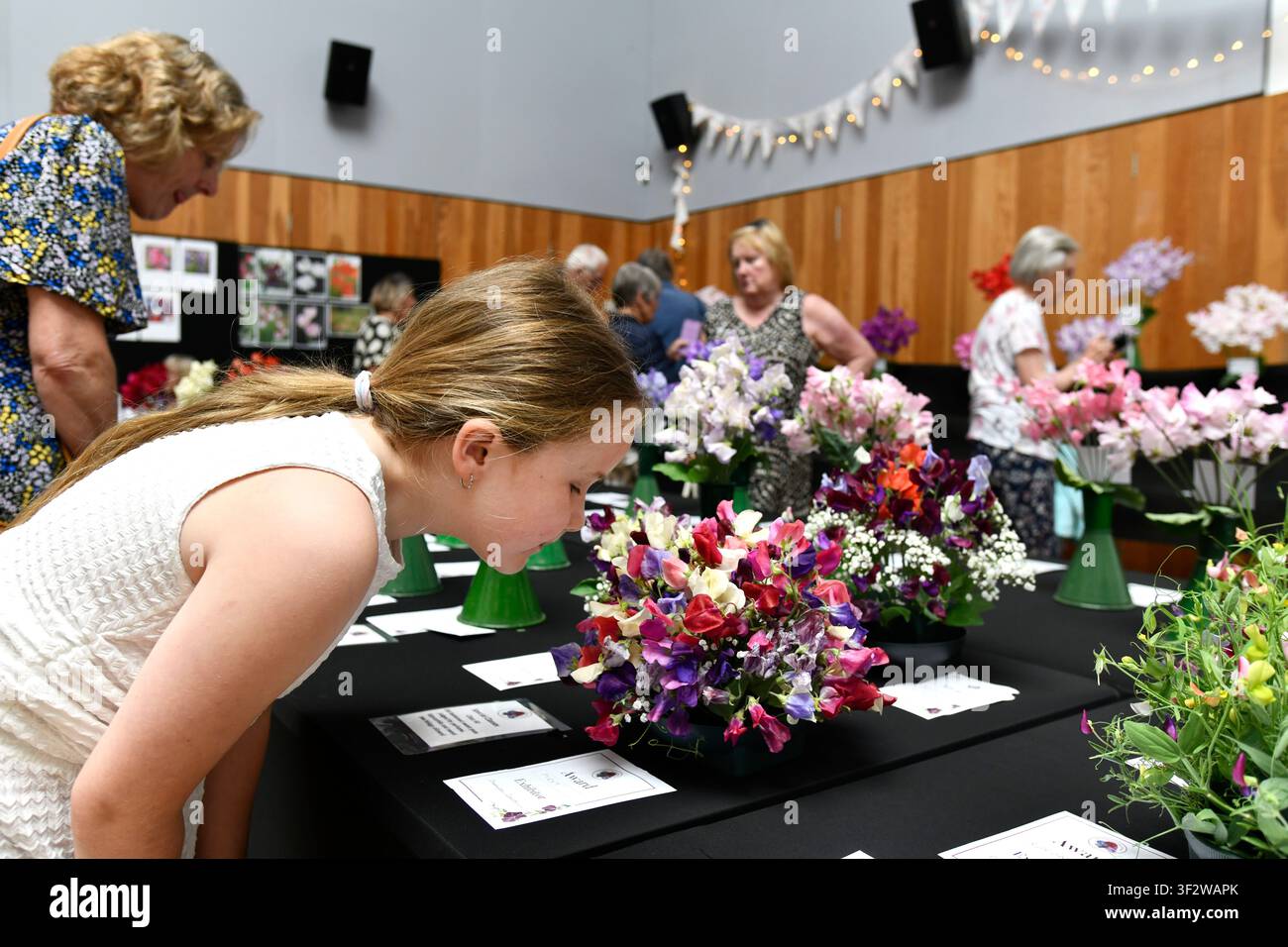 Sweet-Pea-Blumenfest in Wem, Shropshire, 2026. Foto von Dave Bagnall. Stockfoto