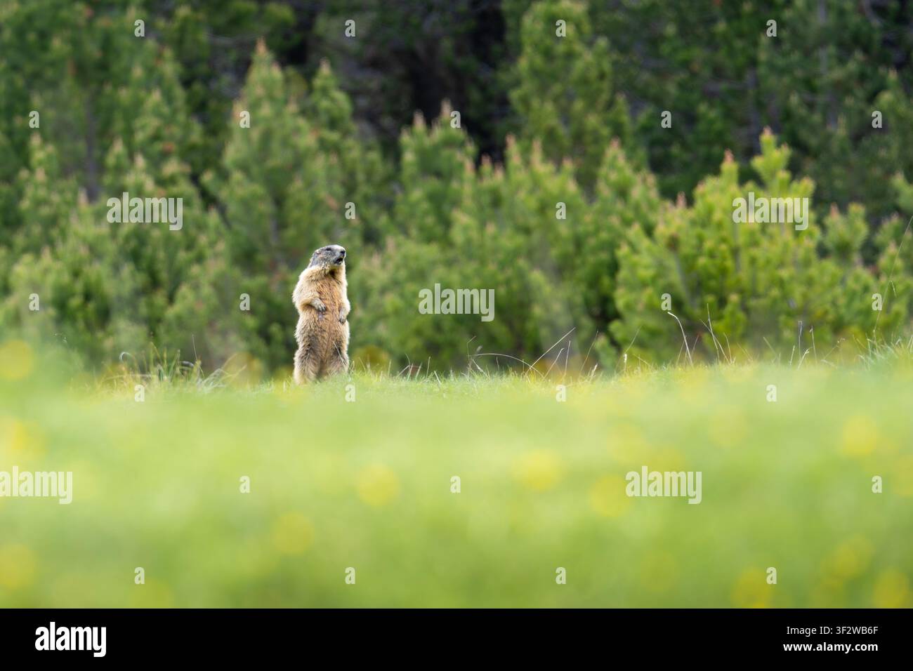 Murmeltier beobachtet die Umgebung auf einer Almwiese mit Waldhintergrund Stockfoto