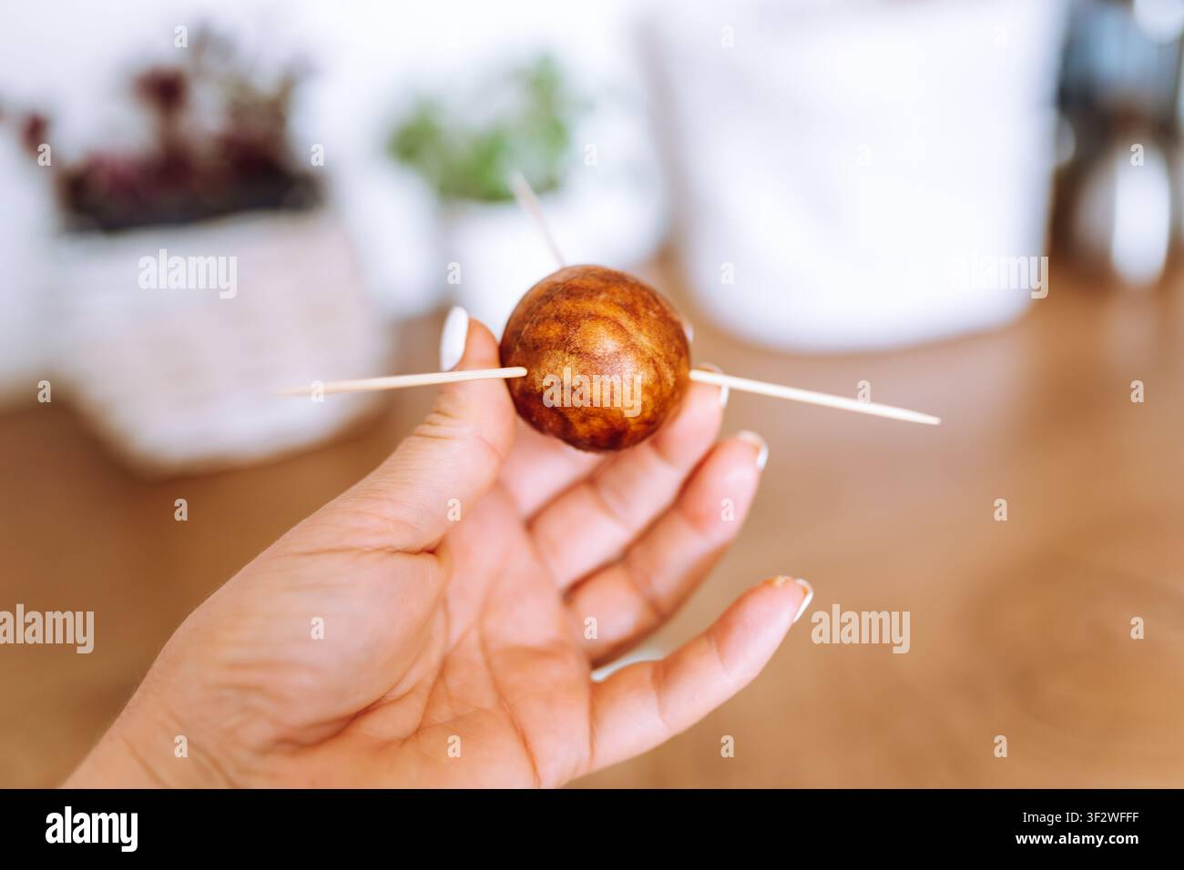 Avocado aus Samen züchten Stockfoto