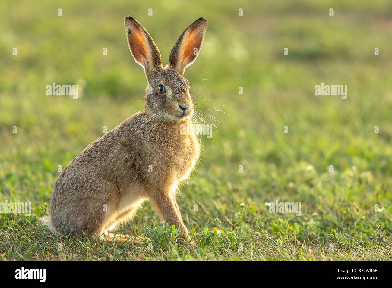 Junge Braune Hasen, wissenschaftlicher Name: Lepus europaeus, sitzt aufrecht und aufmerksam in einer grasbewachsenen Wiese während des warmen, goldenen Abendlichts in East Yorks Stockfoto