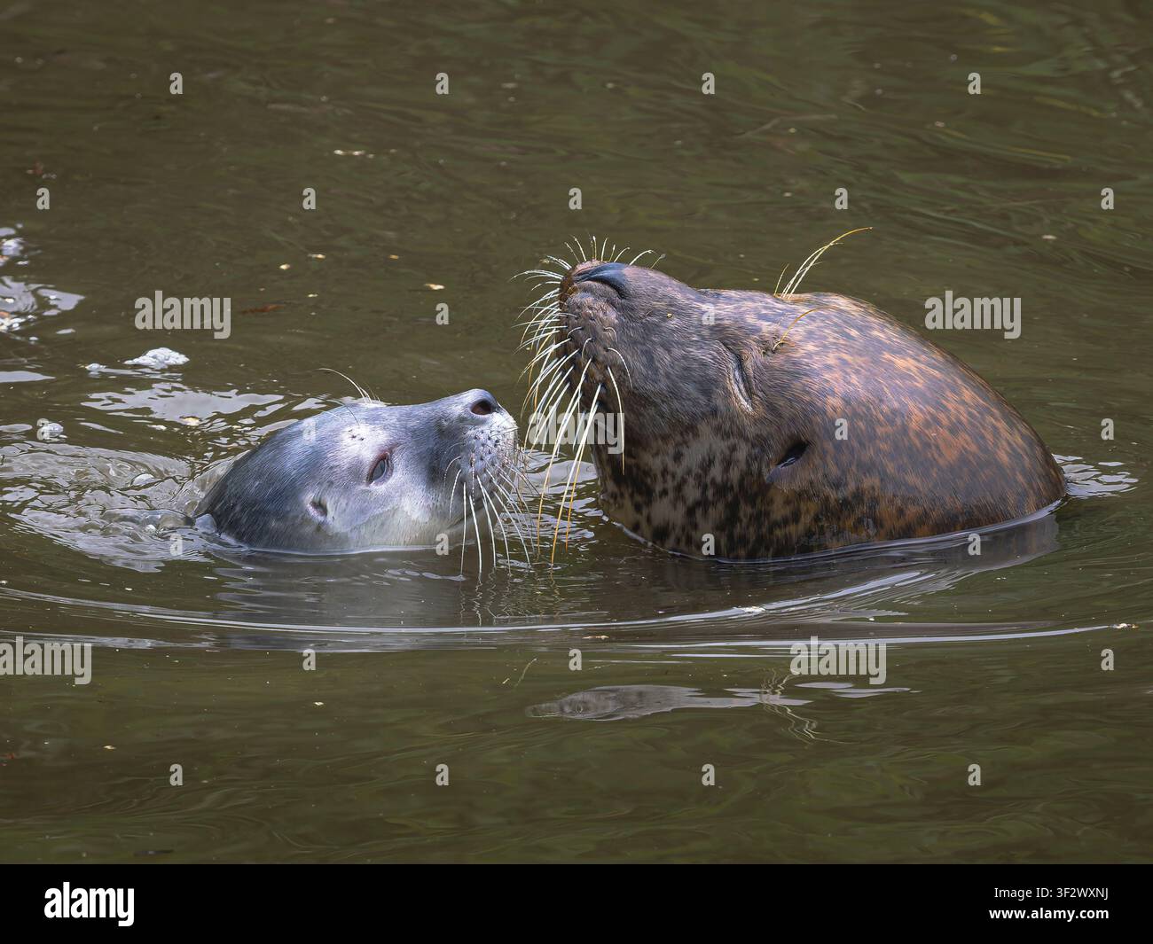 Mutter-Sundring (Phoca vitulina) mit jungem Jungtier (weniger als 24 Stunden alt), Fluss im Fenland, Cambridgeshire, England Stockfoto
