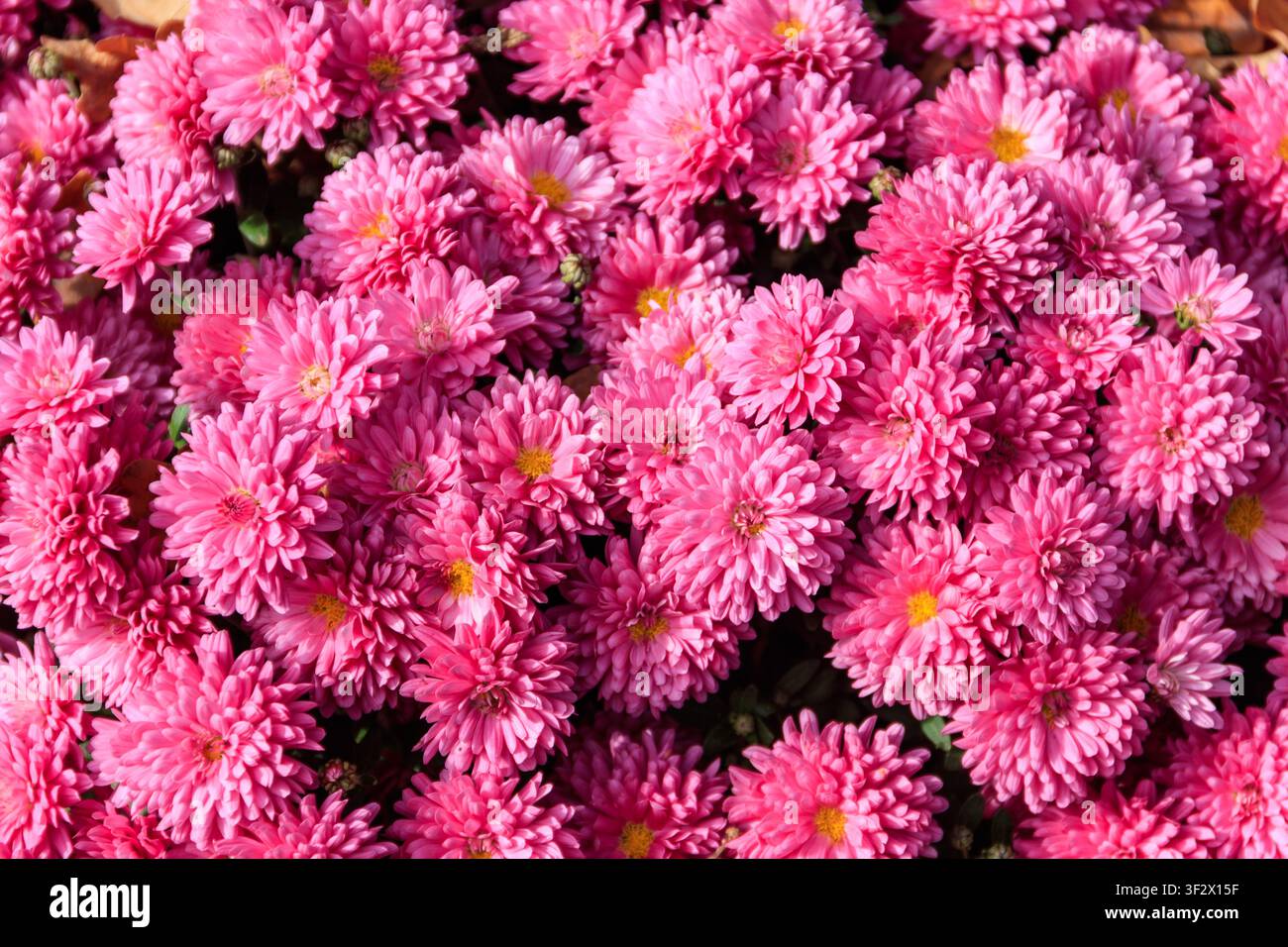Hintergrund der schönen lila Chrysantemumenblüten Stockfoto
