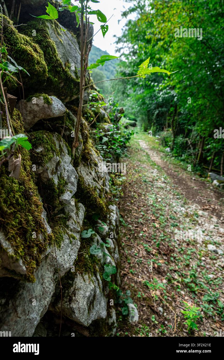Waldweg neben einer moosbewachsenen Steinmauer in Norditalien Stockfoto