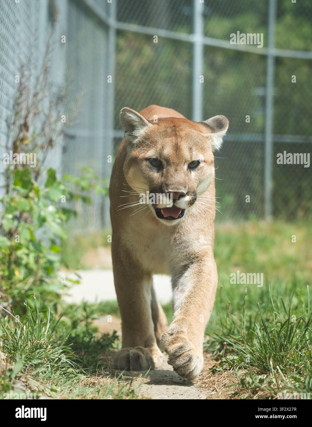 Erwachener Puma geht direkt auf die Kamera zu durch eine grasbewachsene Außenumgebung Stockfoto