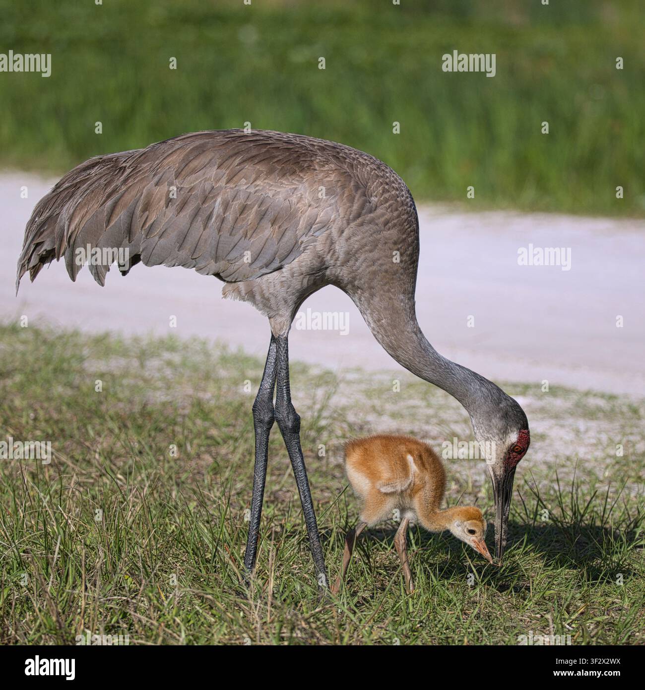 Aufmerksame Sandhuhnkranich führt ihr neugieriges Fohlen durch die Gräser des Orlando Wetlands Park und bringt dem jungen Küken das Fressen in der Natur bei. Stockfoto