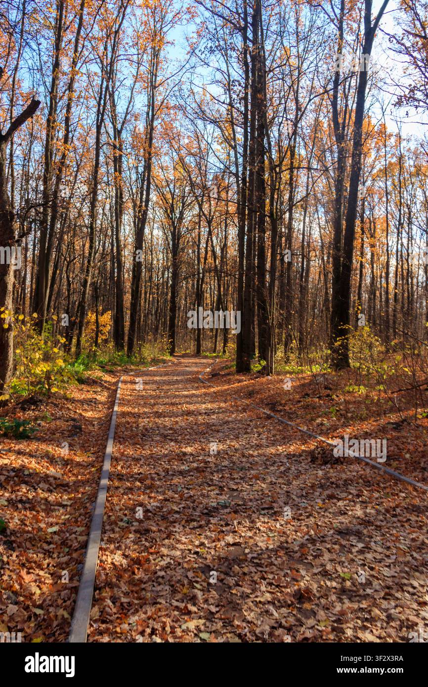 Leere Gasse, bedeckt von gefallenen Eichenblättern im Herbstpark Stockfoto