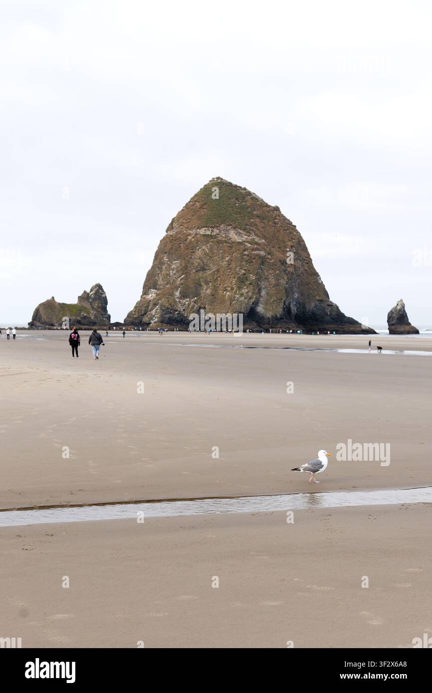 Eine Möwe im Vordergrund und Menschen, die auf Haystack Rock zu und um ihn herum gehen, im Hintergrund, in Cannon Beach, Oregon. Stockfoto