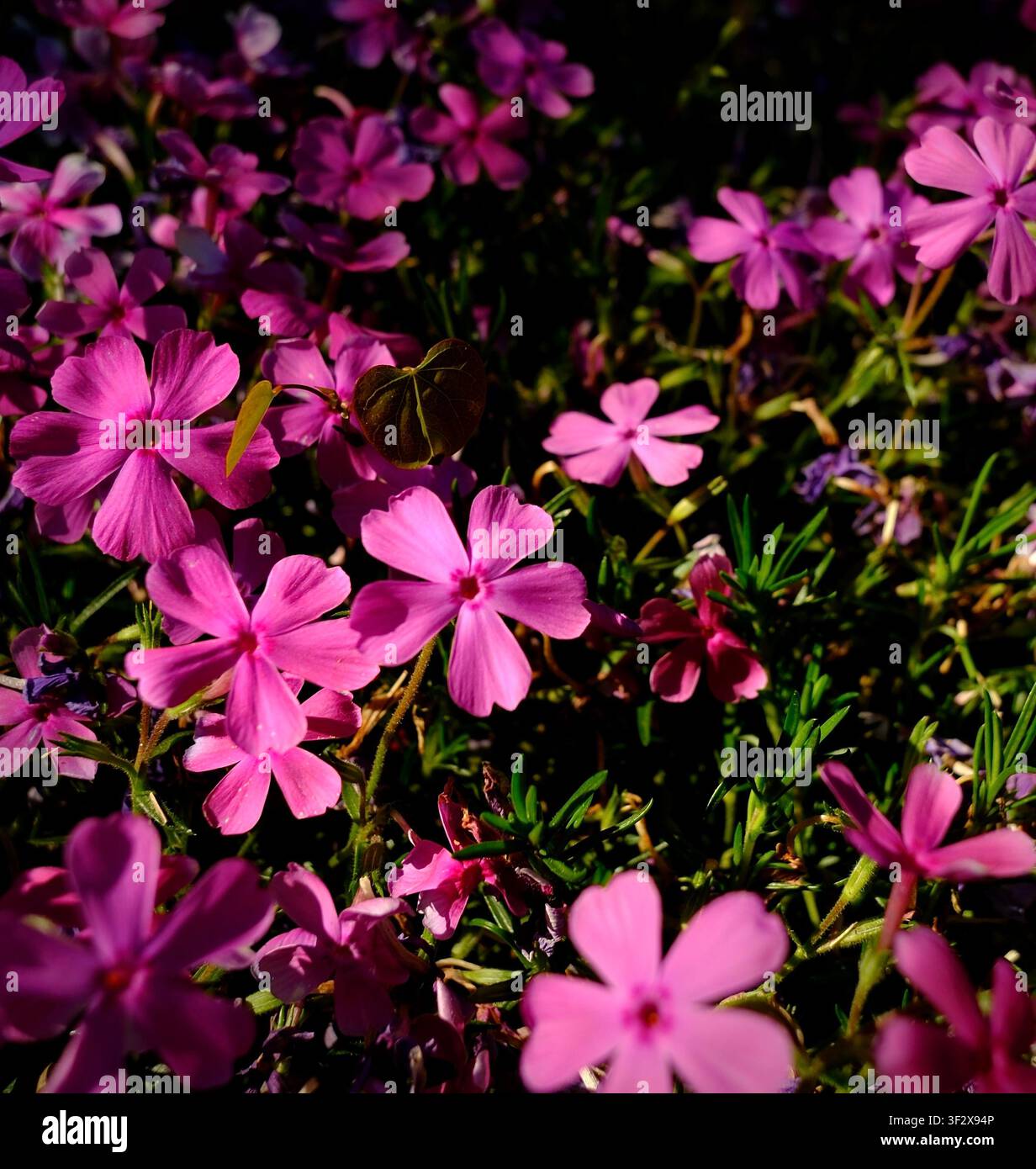 Lebendige rosa kriechende Phloxblumen in Blüte mit dramatischem Sonnenlicht und üppigem Garten-Grundbewuchs Stockfoto