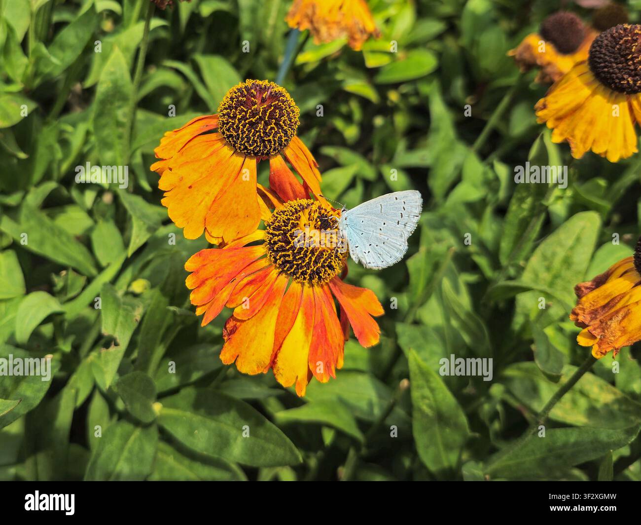 Ein Blauer Waldvogel (Celastrina argiolus) auf einer Helenium-Blume, England, UK - Smartphone-aufgenommenes Stockfoto