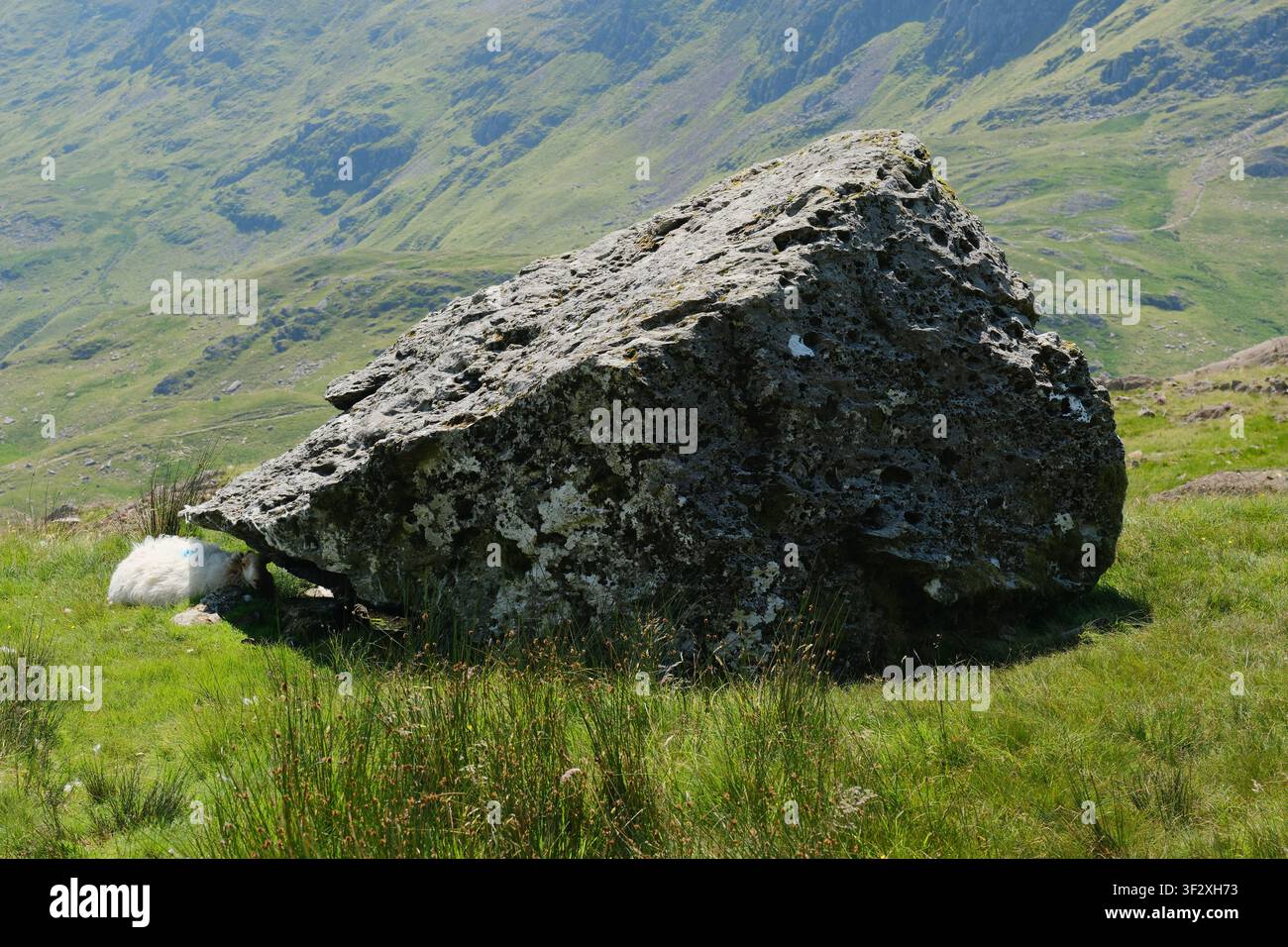 Ein Schaf sucht Schutz vor der Sommersonne im Schatten eines großen, von Flechten bedeckten Gletscherfindlings auf einer offenen Hügelkuppe, Snowdonia, Nordwales, UK Stockfoto