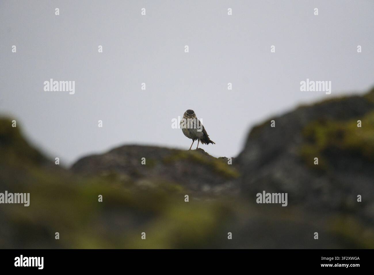 Kleiner Wildvogel, der auf einem moosigen Felsen in den isländischen Hochlanden sitzt Stockfoto