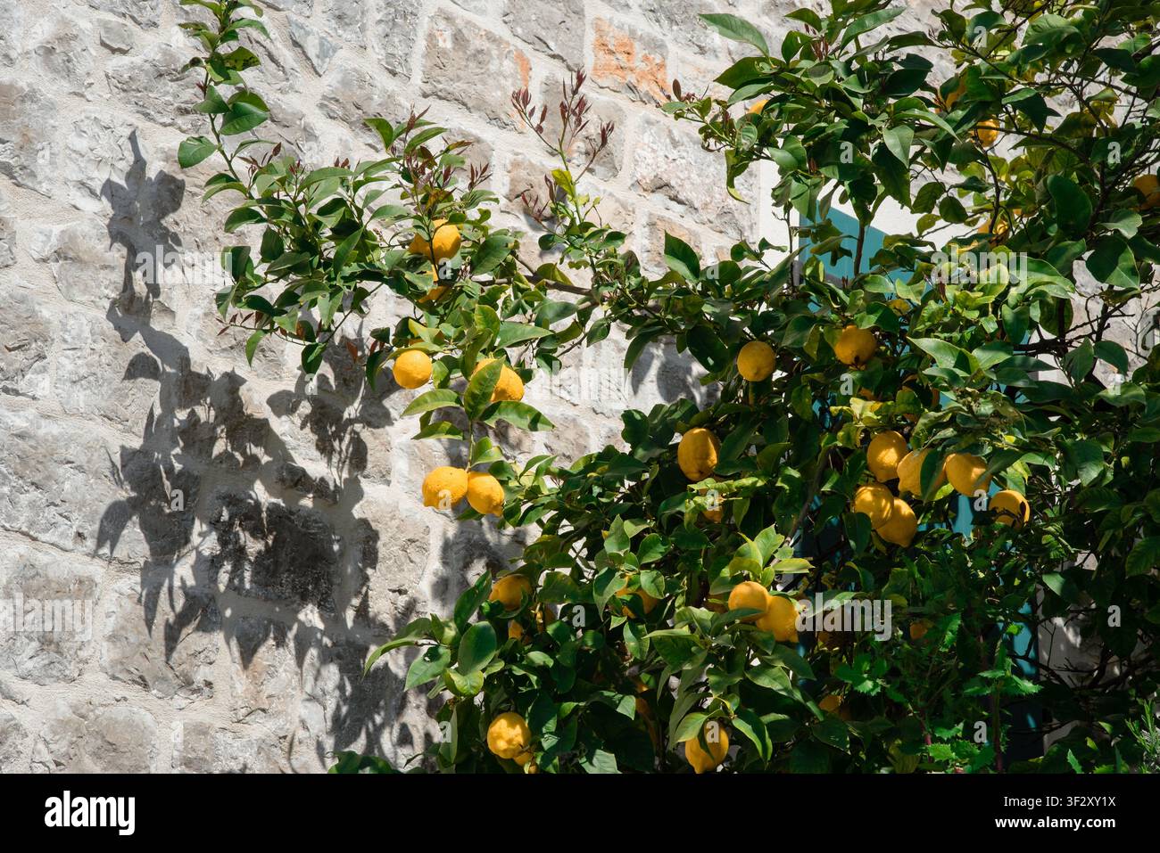 Reife gelbe Zitronen / leuchtende Orangen, die an einem Baum im mediterranen Garten wachsen Stockfoto