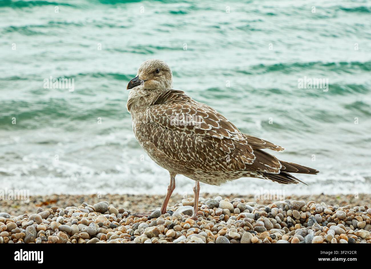 Junge europäische Möwe steht auf einem Kieselufer mit türkisfarbenen Meereswellen im Hintergrund in Etretat, Normandie. Stockfoto