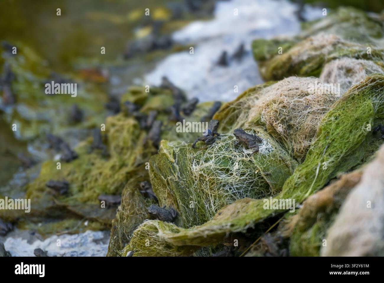 Eine dichte Gruppe winziger Kröten sammelt sich auf treibender grüner Wasserpflanzen am Wasseroberfläche und betont die Biodiversität und fragile Wasserumwelt Stockfoto