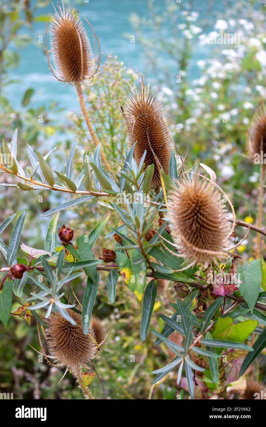 Nahaufnahme von stacheligen Dipsacus fullonum-Pflanzen mit grünen Blättern vor einem hellen blau-grünen Fluss- oder Seehintergrund. Stockfoto