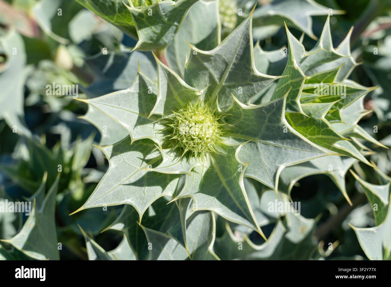 Meerträubel (Eryngium maritimum) in den niederländischen Dünen Stockfoto