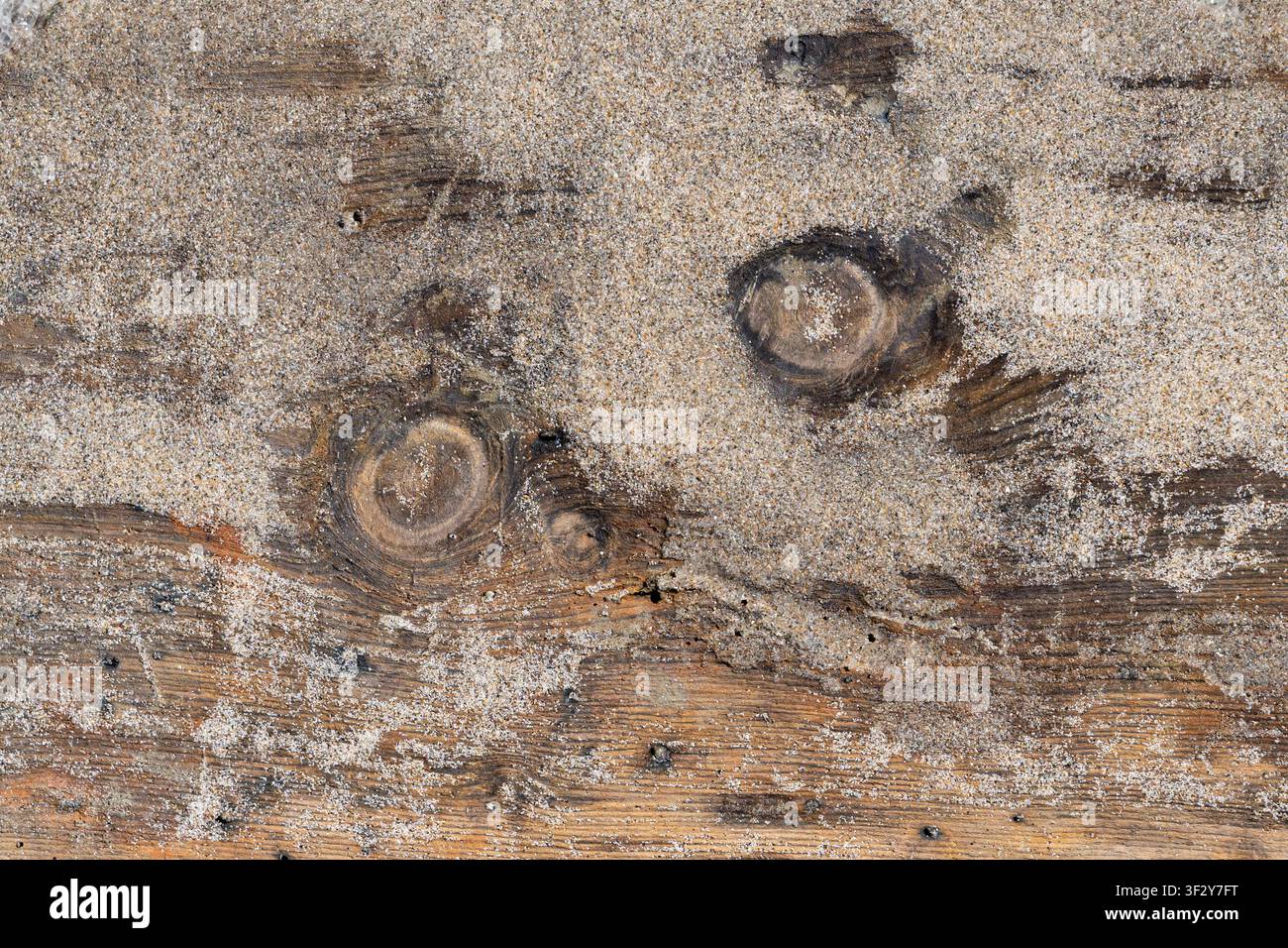 Stück Treibholz, bedeckt mit feinem Sand Stockfoto