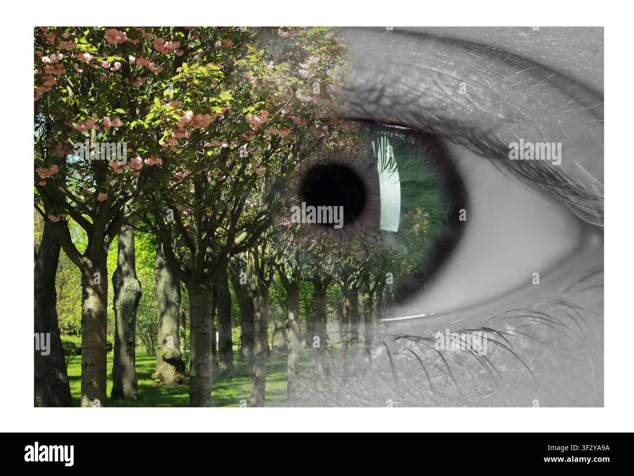 Menschliches Auge und grüne Bäume, Doppelbelichtung. Collage, die passende Farben zeigt Stockfoto