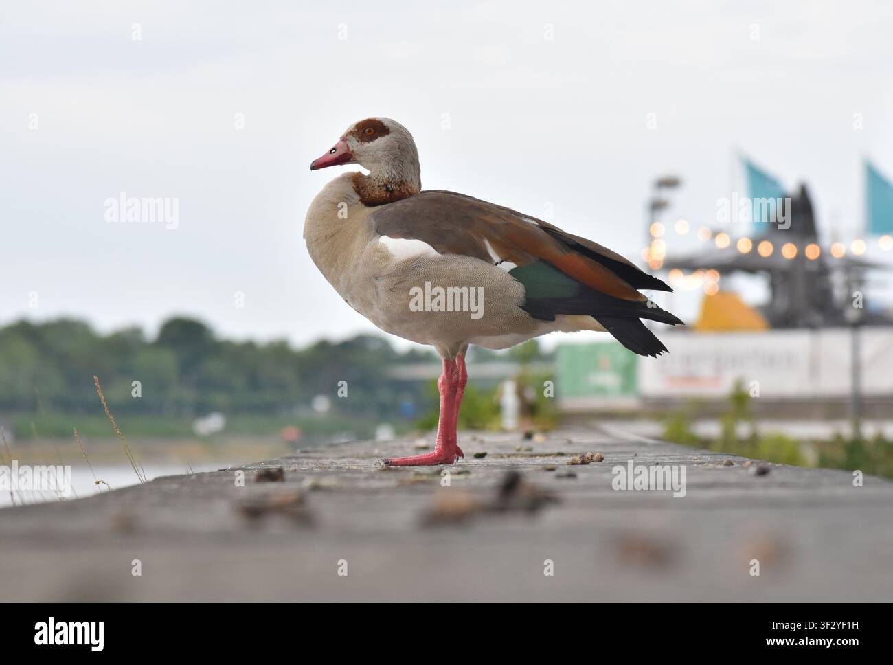 Ente ruht auf einer Mauer mit Blick auf den Rhein im Rheinpark in Köln, Deutschland. Durch die Nasenlöcher des Schnabels der Ente ist Tageslicht zu sehen. Stockfoto