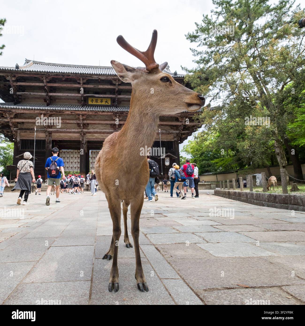 Ein Sikahirsch steht im Vordergrund eines Fotos, das am Nandaimon-Tor von Nara aufgenommen wurde. Touristen sind zu sehen, die sich dem Tor nähern und es verlassen Stockfoto