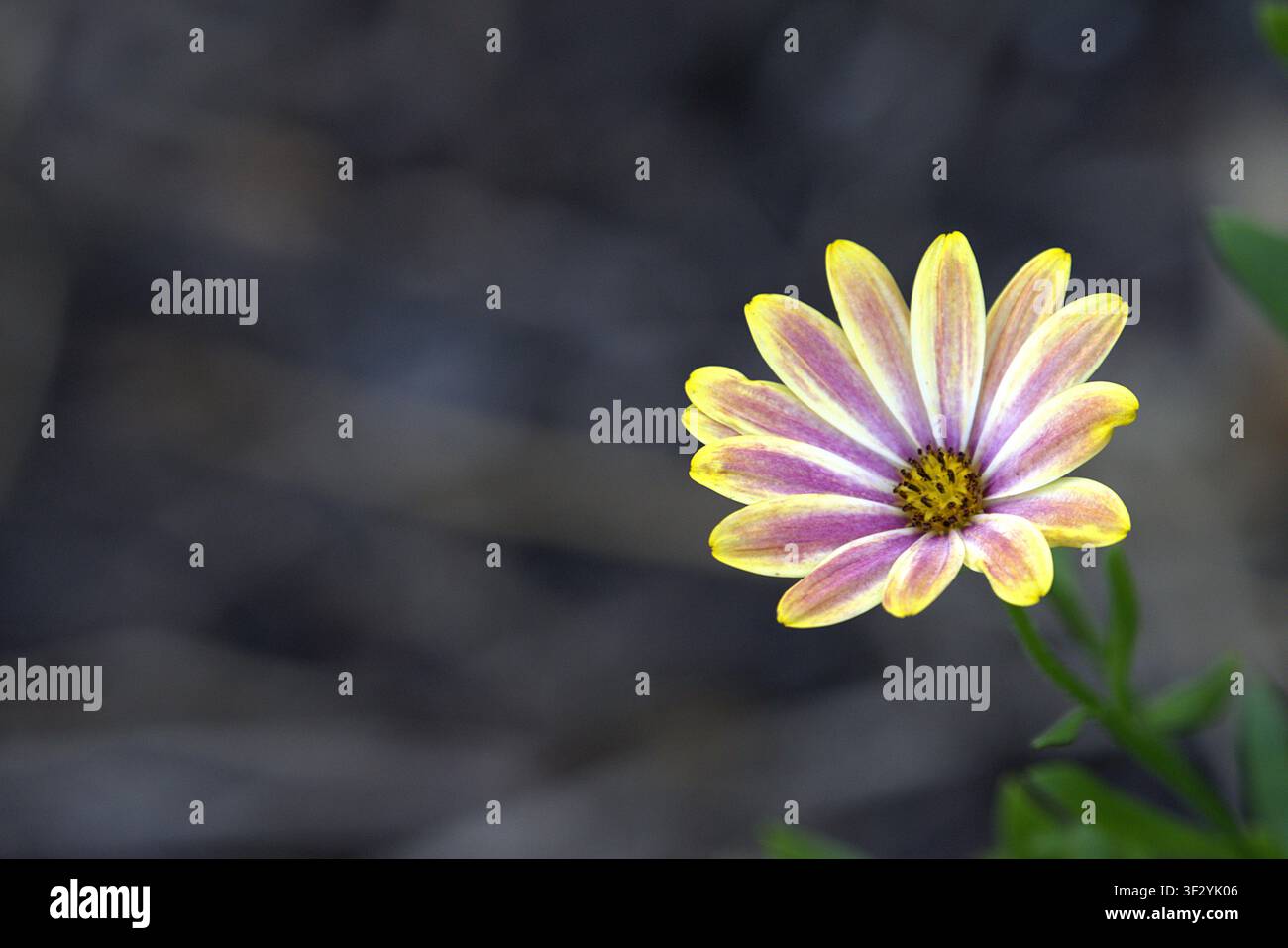 Zweifarben-Cape-Marguerite-Gänseblümchen blüht vor einem dunklen, texturierten Hintergrund. Stockfoto