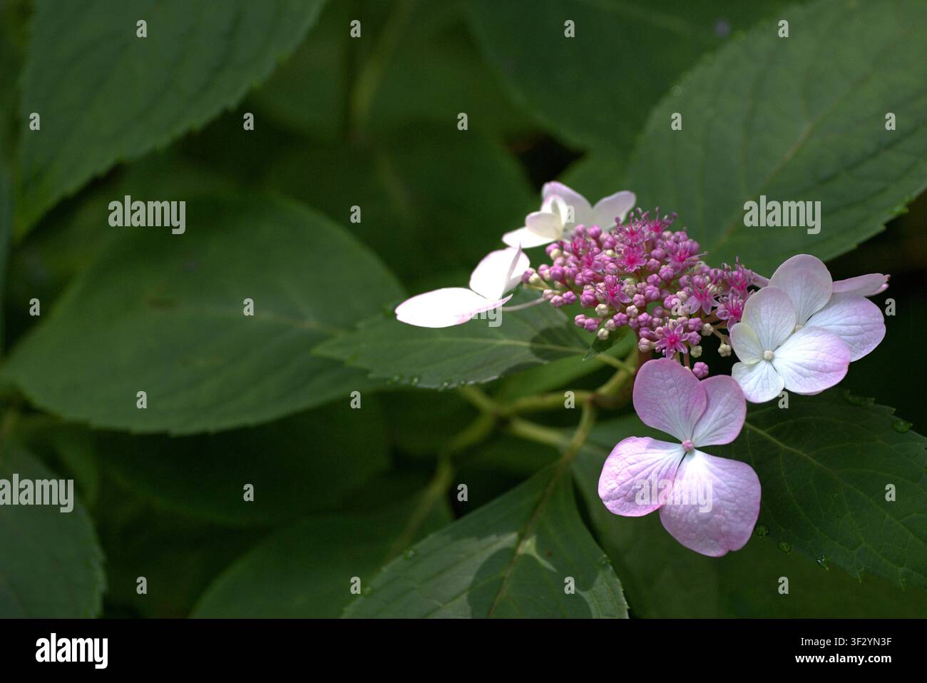Spitzenhauben-Hortensienblüten blühen vor üppigem grünen Laub. Stockfoto