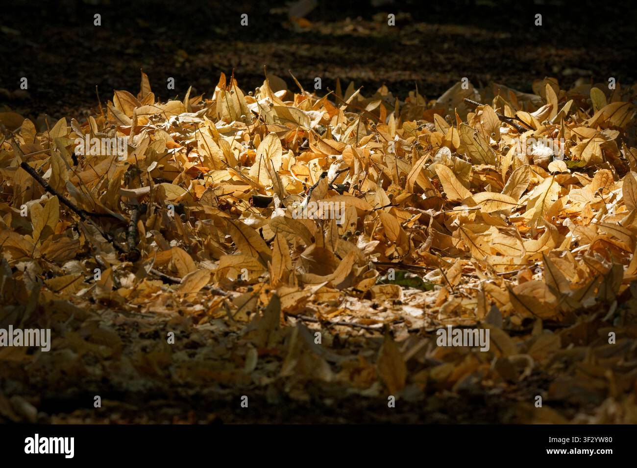 Ein Haufen trockener goldener Lindenblüten (Tilia) und Samen, die von einem Sonnenfleck auf dem schattigen Waldboden eines öffentlichen Parks beleuchtet werden. Stockfoto