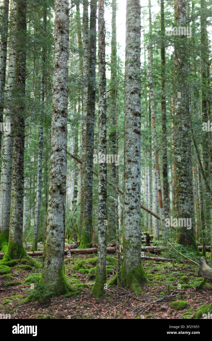 Wald mit hohen Bäumen und moorigem Boden Stockfoto