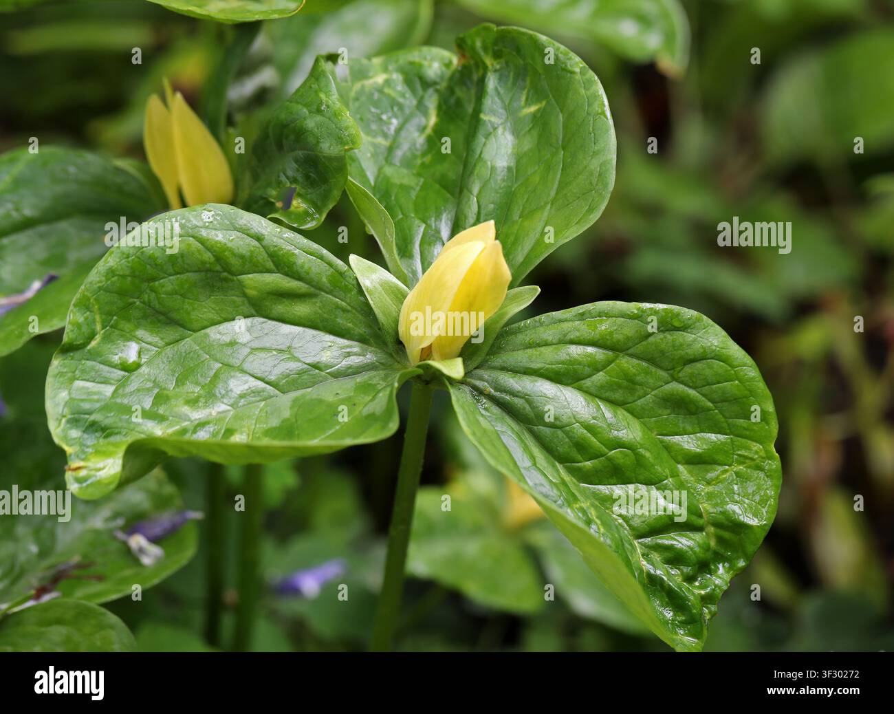 Gelbes Trillium oder Gelbes Wakerobin, Trillium luteum, Melanthiaceae. Südöstliche Vereinigten Staaten. Stockfoto