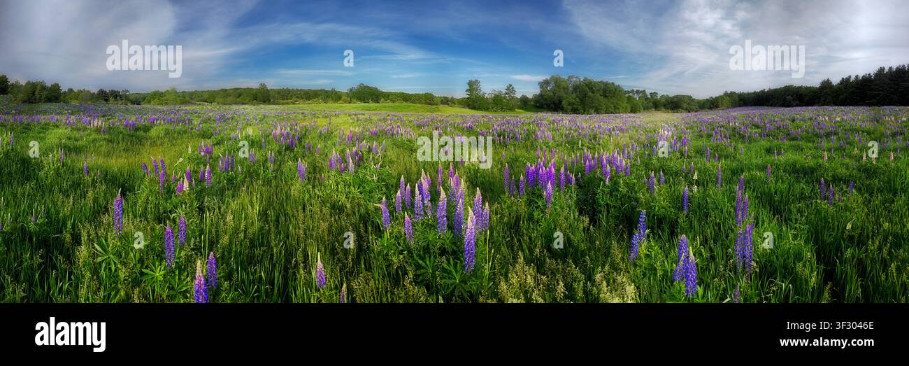 Lupinen blühen so weit das Auge reicht auf einem Feld in Richmond, Maine. Stockfoto