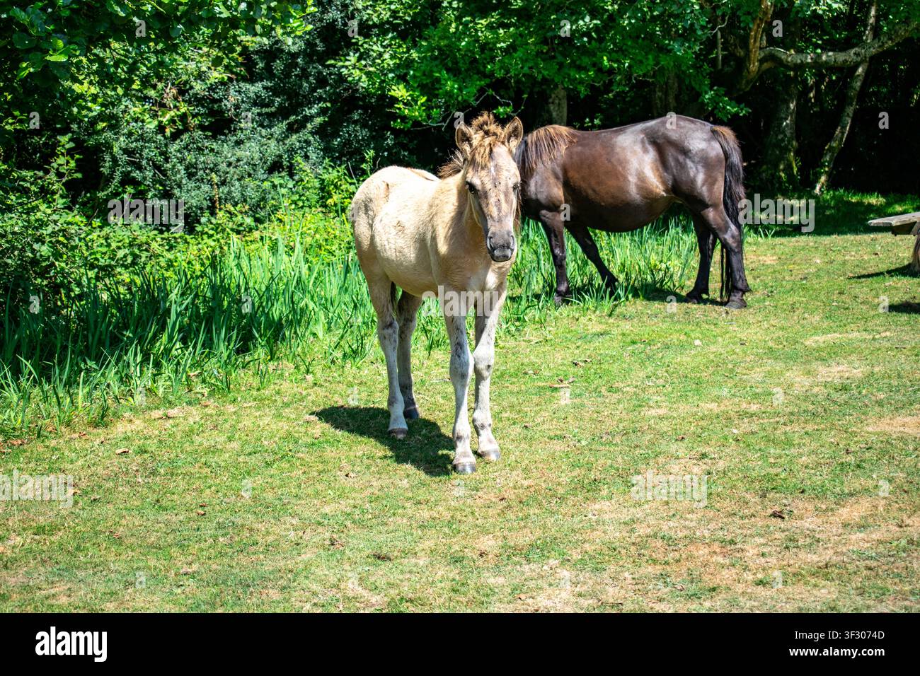 Dartmoor-Pony-Fohlen steht auf einer grasbewachsenen Wiese neben einer erwachsenen Stute auf dem Dartmoor, Devon, England, umgeben von üppigem Sommerwald. Stockfoto