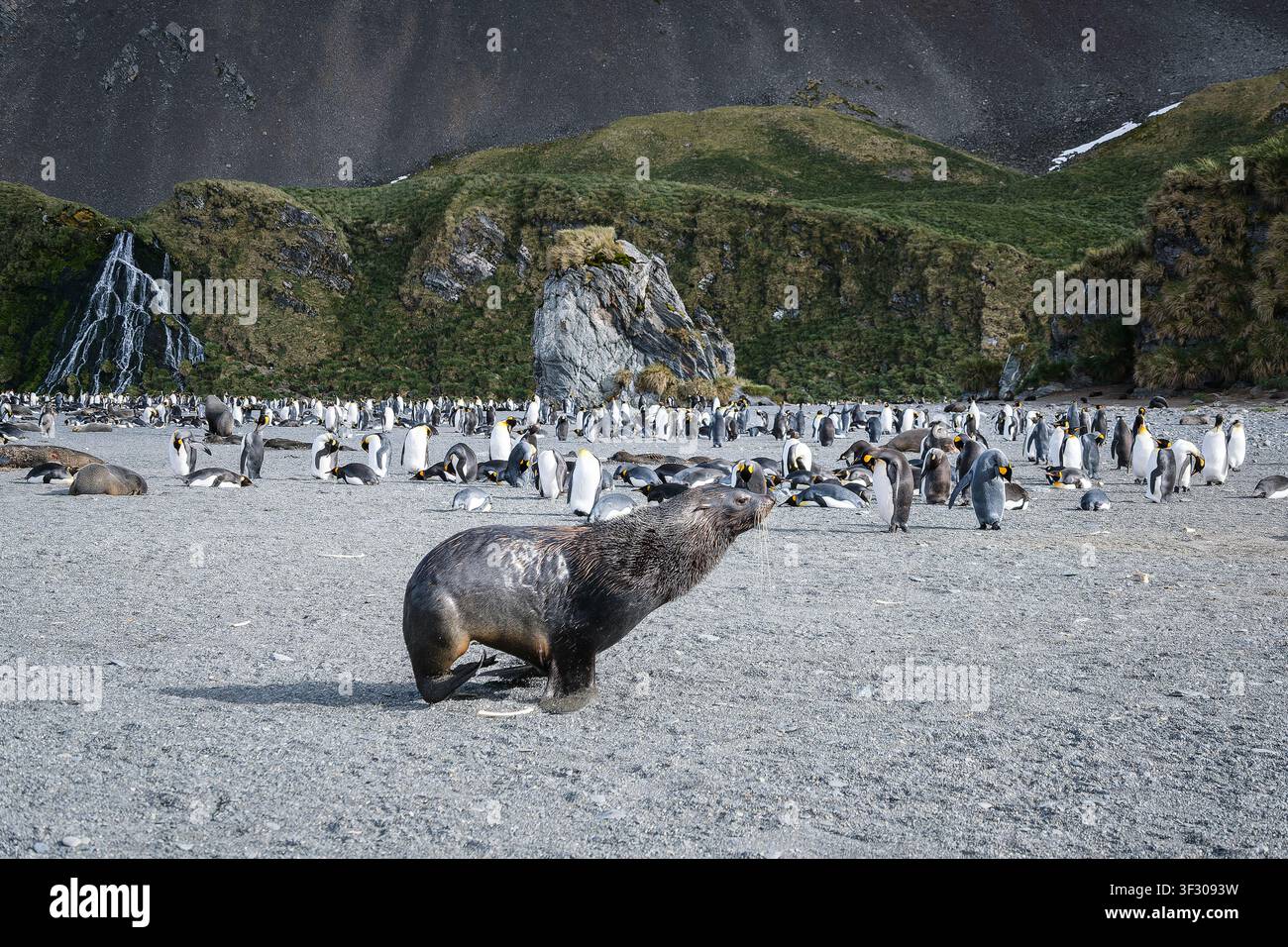 Südgeorgien, Bucht der rechten Wale, Königspinguin- und Antarktisfuchssiegel-Habitat Stockfoto