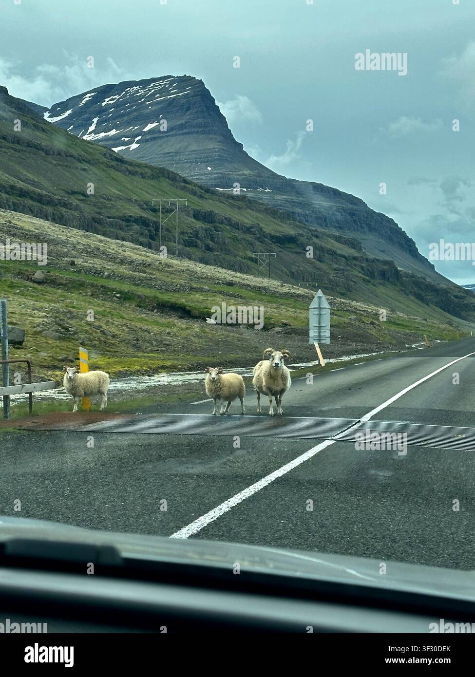 Die Begegnung mit Schafen beim Autofahren auf einer Roadtrip durch die dramatische isländische Landschaft - Smartphone-aufgenommenes Stockfoto