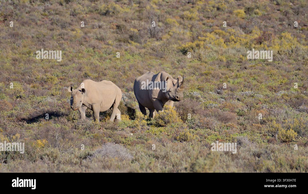 Schwarzes Nashorn (diceros bicornis) in offenen Waldlandschaften der Savanne im Sanbona Wildlife Reserve, Südafrika Stockfoto