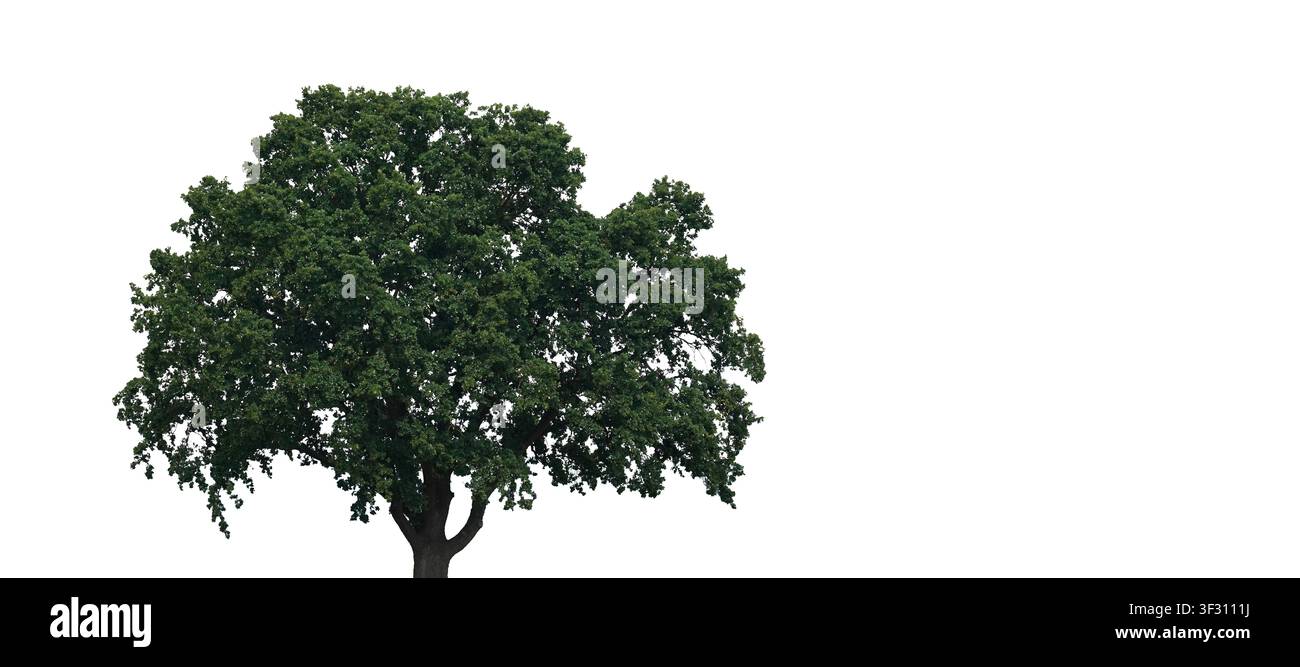 Ein Baum mit einem dicken Stamm und vielen grünen Blättern steht allein. Die Szenerie wirkt hell und sauber, ohne andere Elemente in der Nähe zu zeigen. Stockfoto