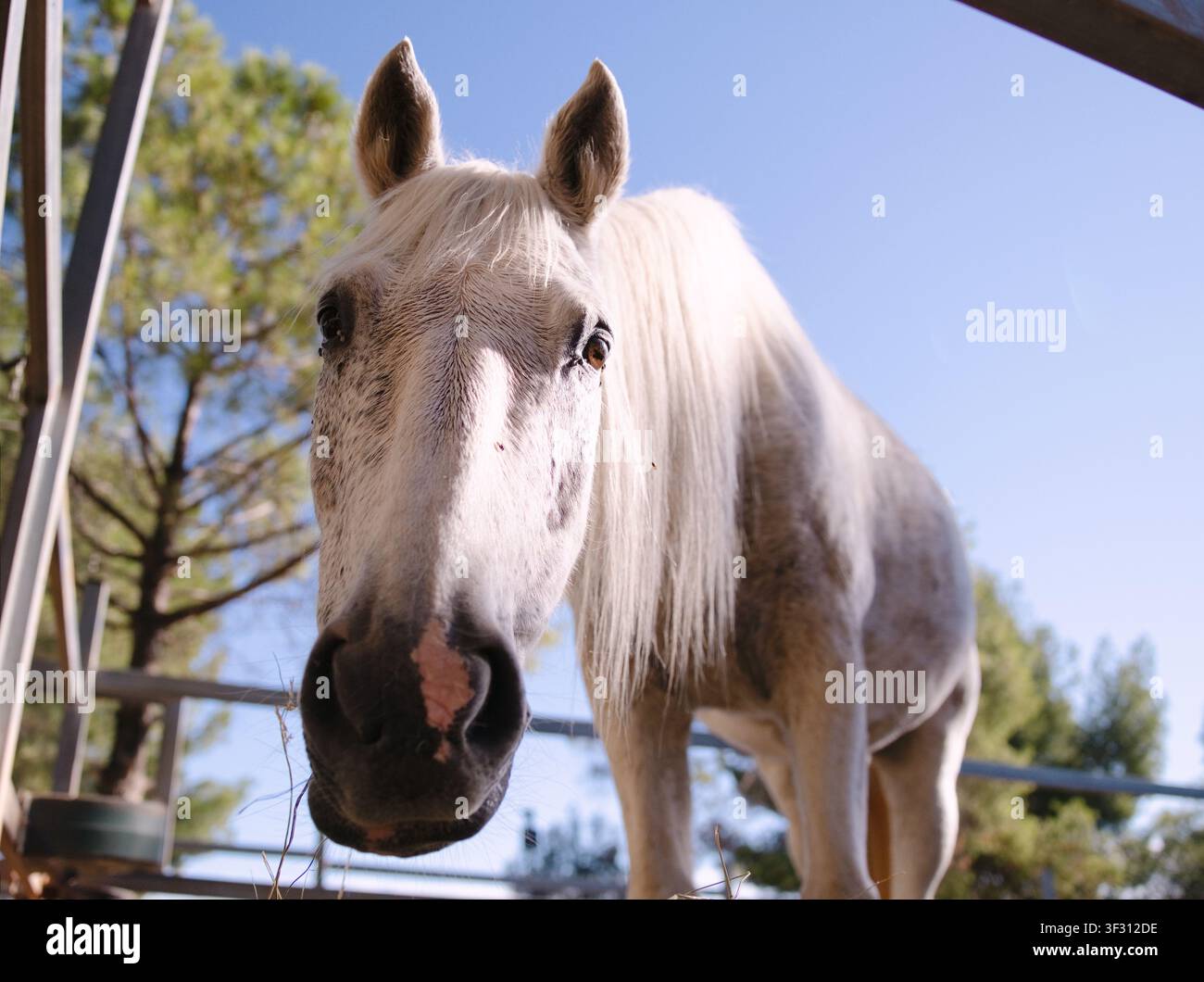 Weißes Pferd in Großaufnahme im Stall Stockfoto