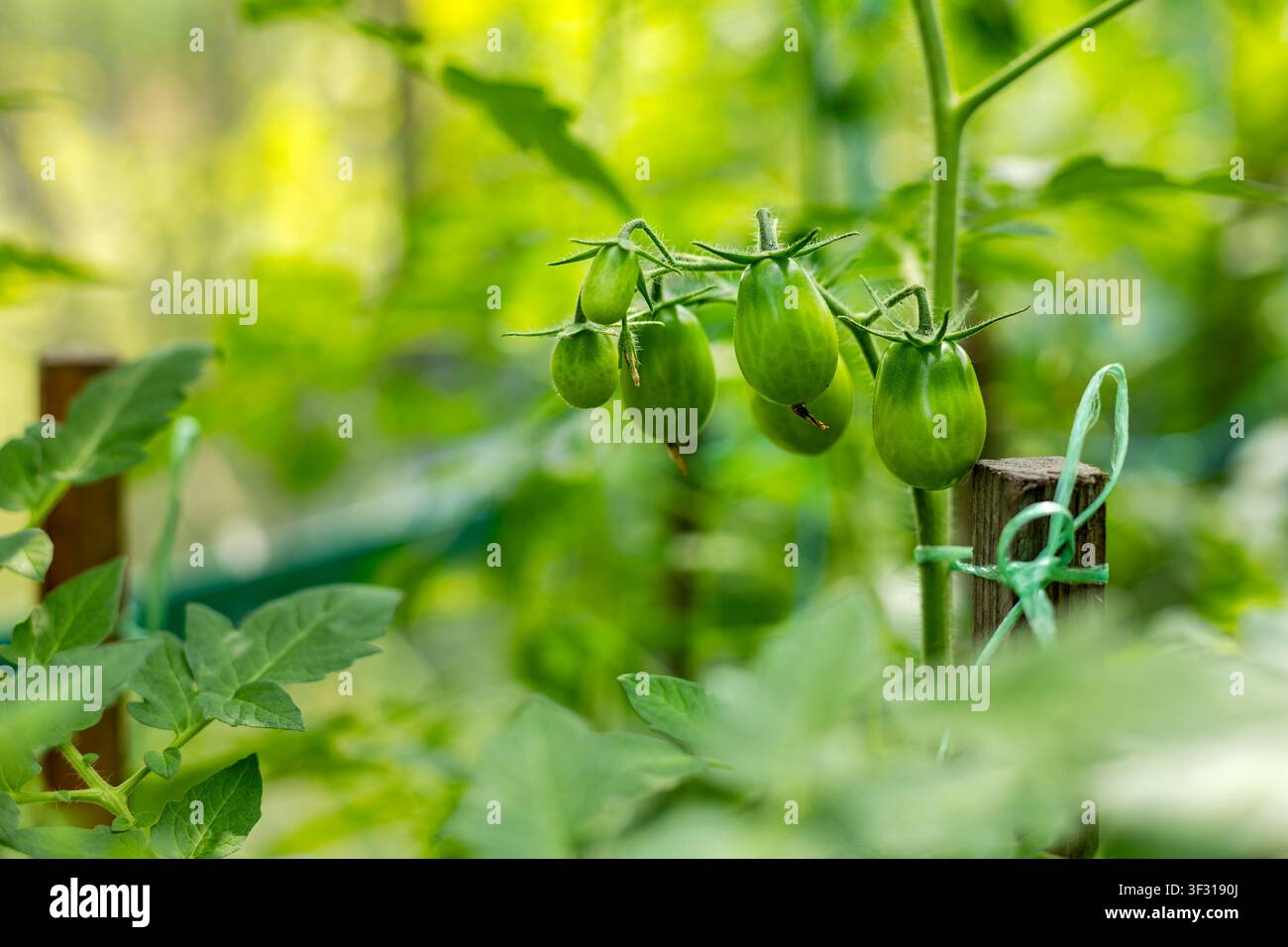 Büschel von unreifen grünen Tomaten, die an einer Ranke wachsen. Unreife grüne Tomaten wachsen in einem Büschel an einer belaubten Gartenranke. Stockfoto