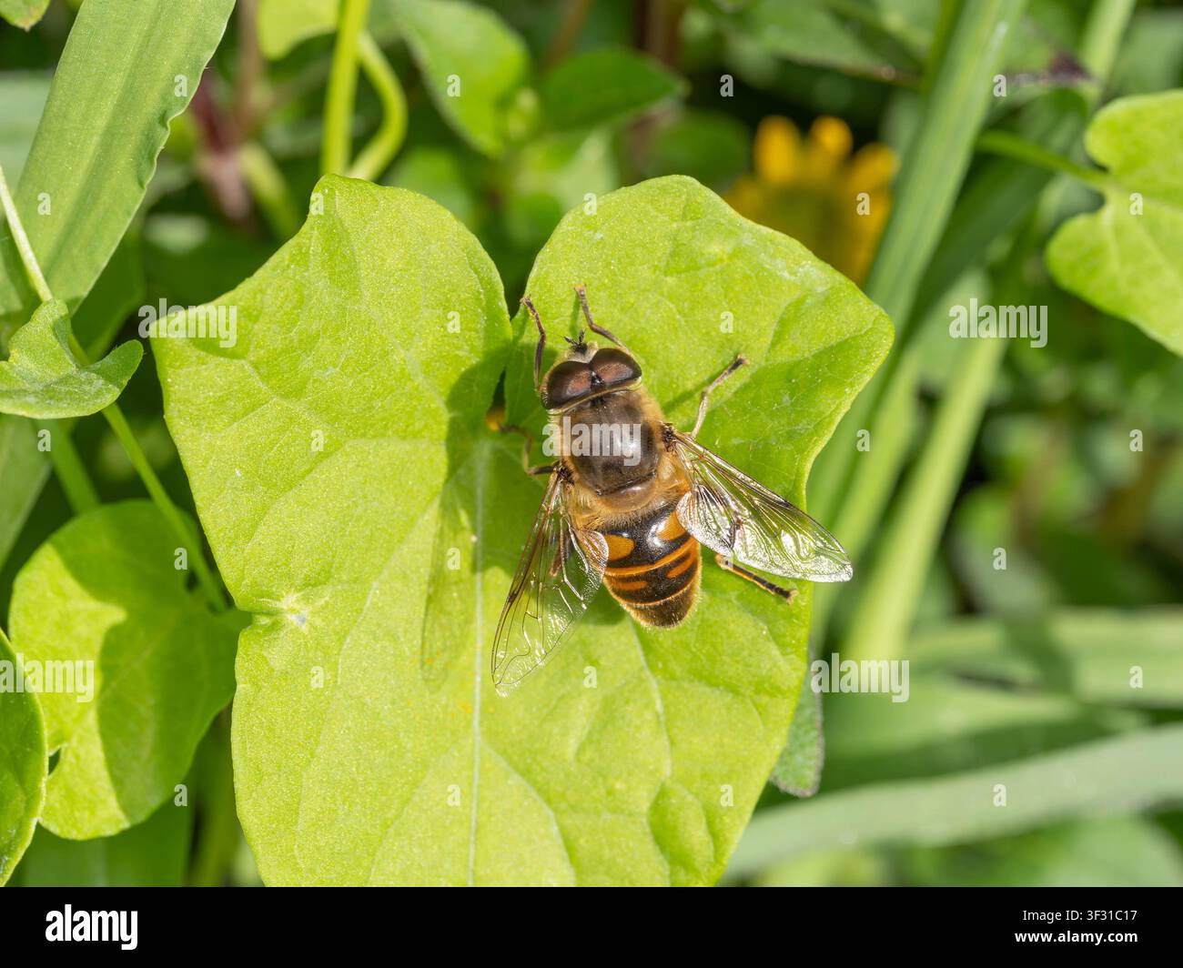 Bio-Diversität - Eristalis tenax - Schwebfliege auf Blatt. Hochwertiges Foto Stockfoto